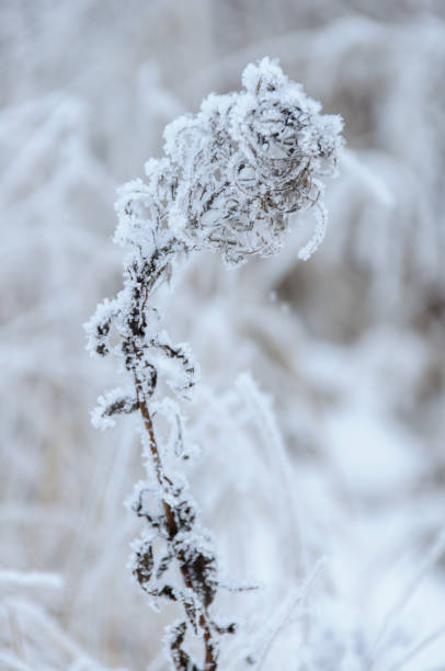 istock Dry flower of fireweed (Chamerion angustifolium) in winter 1087936470