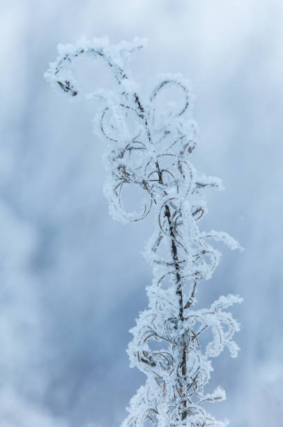 istock Dry flower of fireweed (Chamerion angustifolium) in winter 1087936590