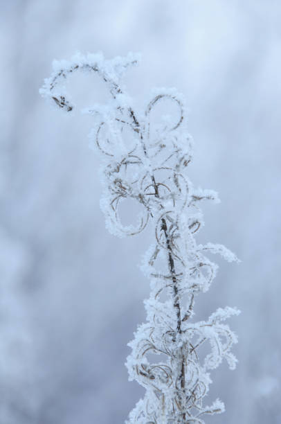istock Dry flower of fireweed (Chamerion angustifolium) in winter 1087936636