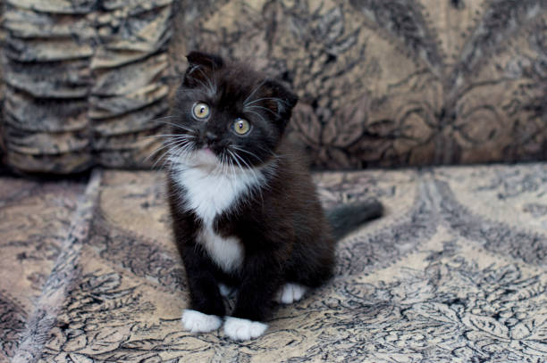 istock brown bicolor Scottish kitten sitting on the couch 1087939326
