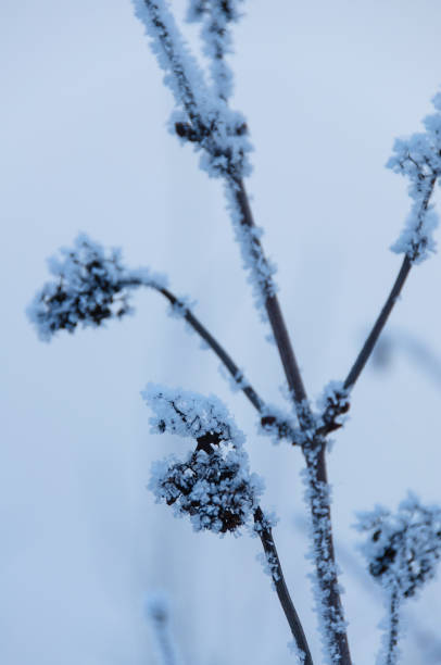 istock Flowers in winter 1087939386