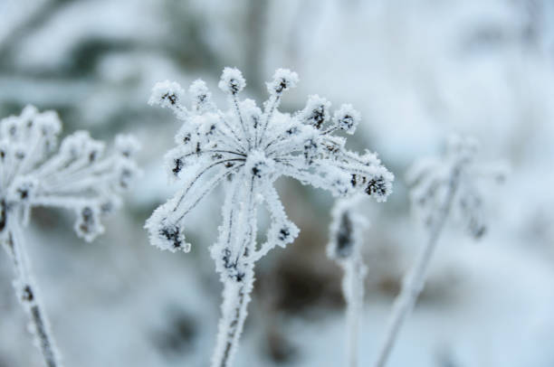 istock Flowers in winter 1087939872