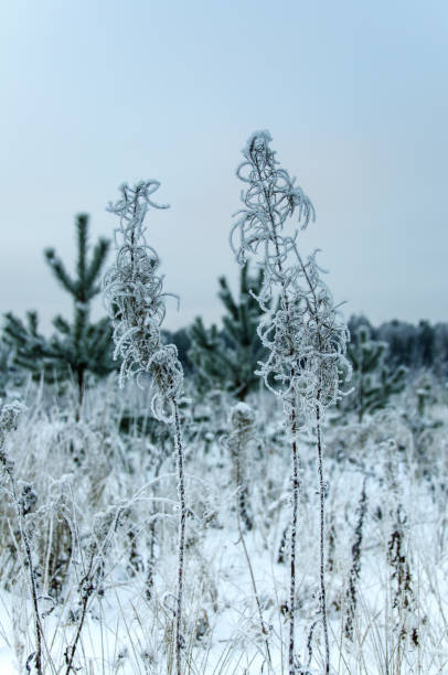 istock Dry flower of fireweed (Chamerion angustifolium) in winter 1087941282