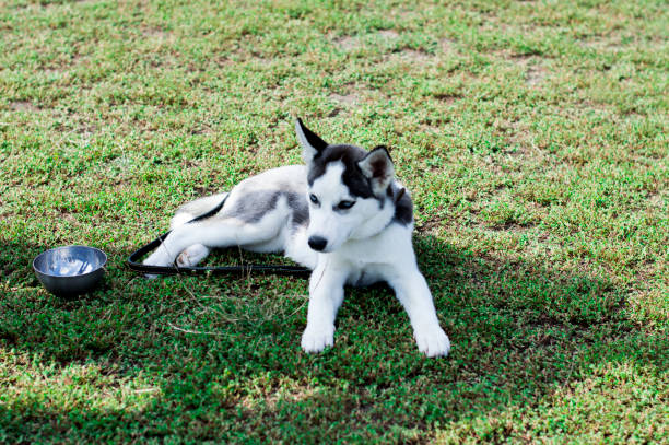 istock young grey husky on the lawn 1087941758