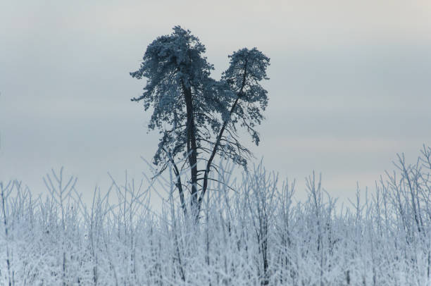 arbre gelé en hiver - heart shape snow ice leaf photos et images de collection