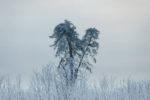 árbol congelado en invierno - heart shape snow ice leaf fotografías e imágenes de stock