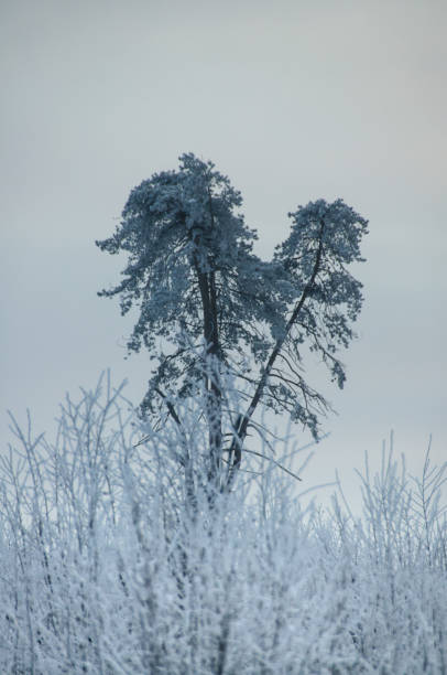 arbre gelé en hiver - heart shape snow ice leaf photos et images de collection