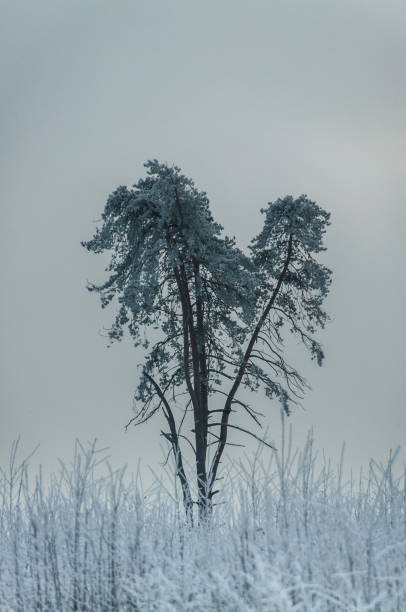 arbre gelé en hiver - heart shape snow ice leaf photos et images de collection