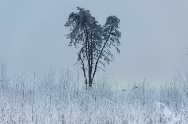 árbol congelado en invierno - heart shape snow ice leaf fotografías e imágenes de stock
