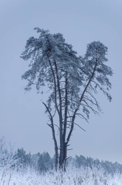 arbre gelé en hiver - heart shape snow ice leaf photos et images de collection