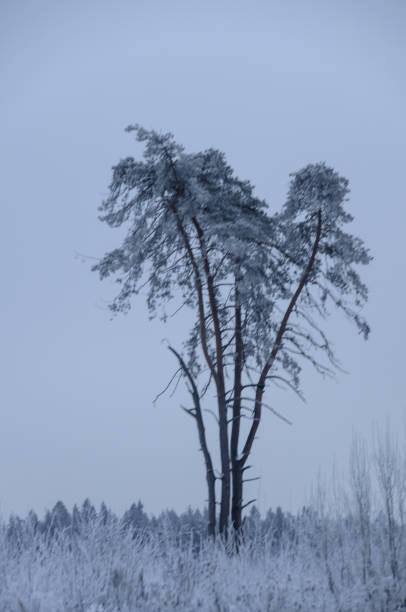 arbre gelé en hiver - heart shape snow ice leaf photos et images de collection