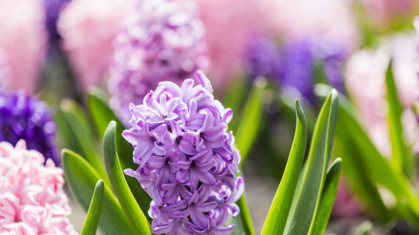 istock Large flower bed with multi-colored hyacinths, traditional easter flowers, flower background, easter background 1087944478