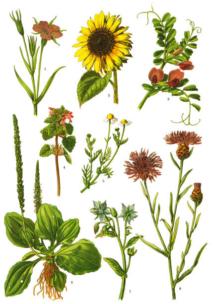 illustrations, cliparts, dessins animés et icônes de plantes médicinales et aux herbes - vetch