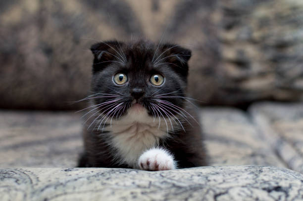 istock Scottish kitten original color on the sofa 1087947534
