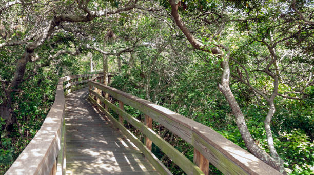 istock Boardwalk through the Scrub near the Atlantic Ocean Coast 1087947600