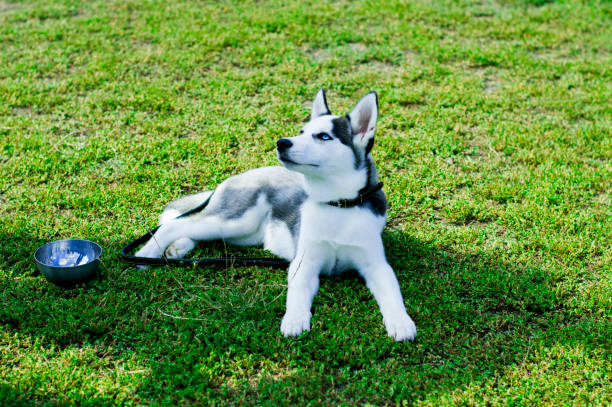 tired husky resting on the grass