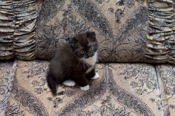istock brown Scottish kitten sitting on the couch 1087947606