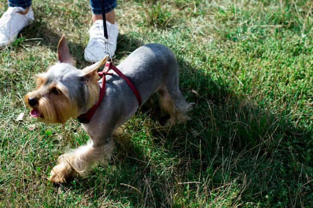 beautiful Yorkshire Terrier walking on the grass