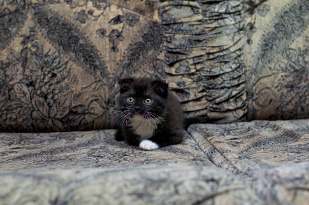istock puppet Scottish kitten is resting on the sofa 1087951658