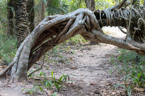 Pantanal Strangler Fig in Mato Grosso State, Brazil