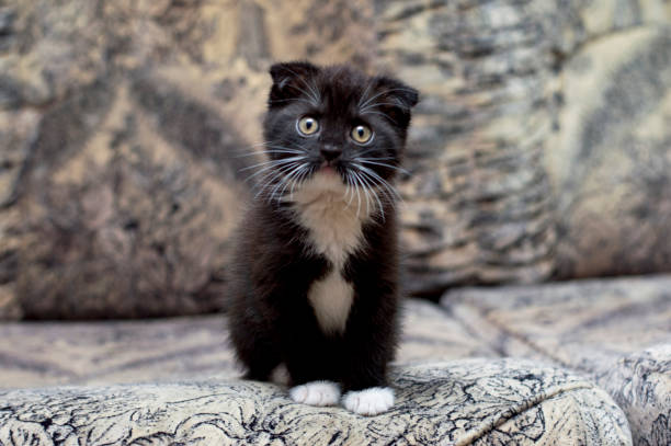istock Beautiful kitten sitting on the couch 1087951800