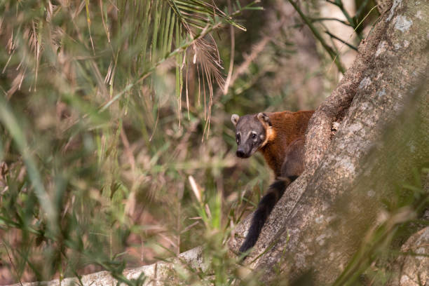 istock Coati in The Pantanal, Brazil 1087951884