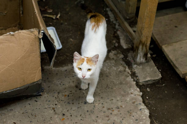 beautiful ginger stray street cat