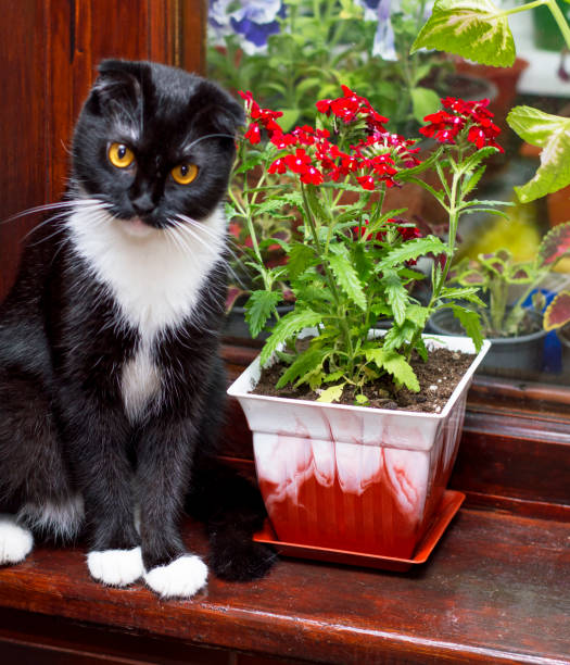 Scottish cat next to a flower