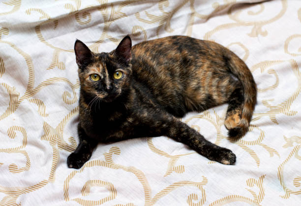 istock beautiful variegated brown cat in bed 1087954106