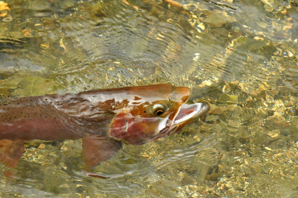 istock Yellowstone Cutthroat Trout 1087956384