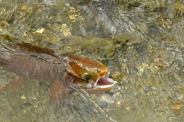 yellowstone-cutthroat-forellen - cutthroat trout stock-fotos und bilder