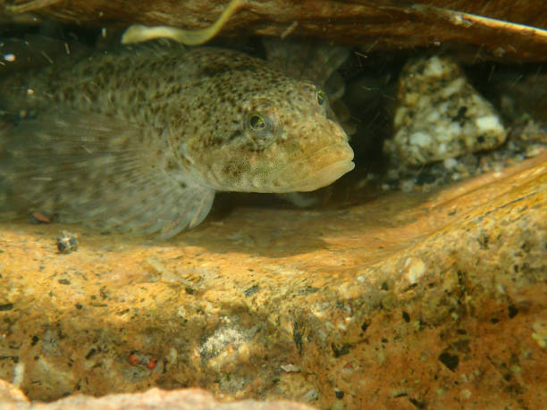 istock Rocky Mountain Sculpin 1087956472