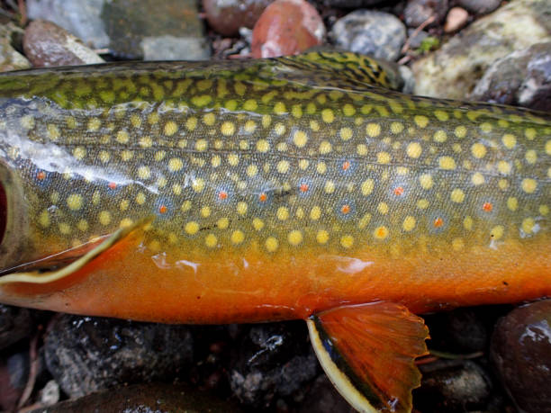 Brook Trout Trout caught fly fishing on Swan Creek near Big Sky, Montana brook trout stock pictures, royalty-free photos & images