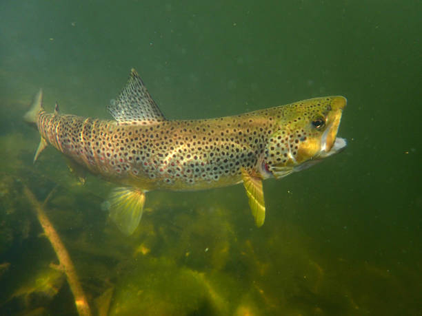 브라운 송어 - brown trout 뉴스 사진 이미지