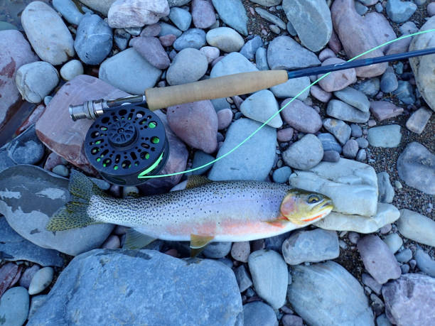 istock Westslope Cutthroat Trout 1087956622
