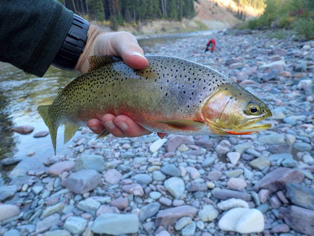 istock Westslope Cutthroat Trout 1087956626