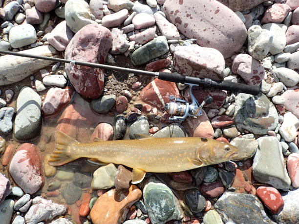 bull trout - bull trout stock-fotos und bilder