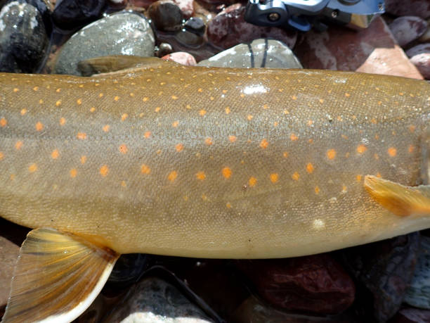 bull trout - bull trout stock-fotos und bilder