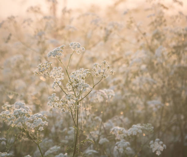 Flowers in the morning dew stock photo