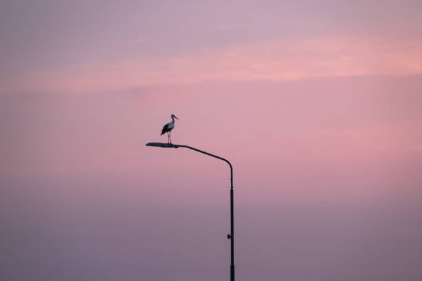 Stork on a lamppost stock photo