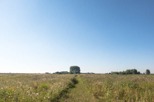 Path through the meadow stock photo