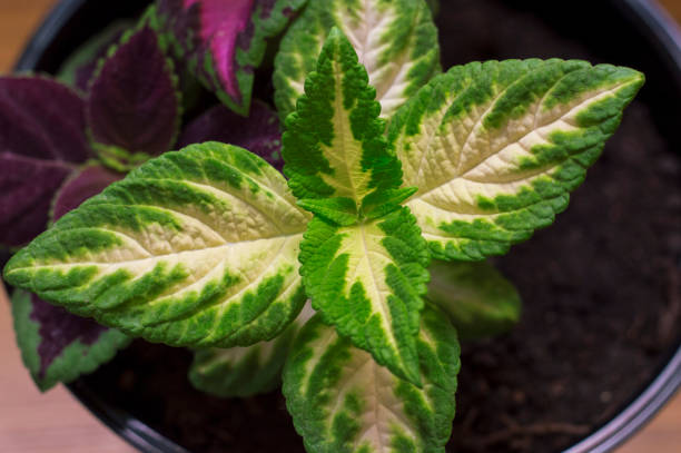 istock bright Coleus in a pot close - up 1087964270
