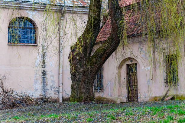 istock Huge willow tree with fantastic branches growing on backyard of the abandoned Catholic church of the Ascension on Subaciaus street in Old Town of Vilnius 1087965914
