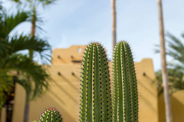 istock Cactus In Front of Adobe Wall in Baja California 1087969962
