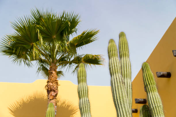 istock Cactus In Front of Adobe Wall in Baja California 1087969966