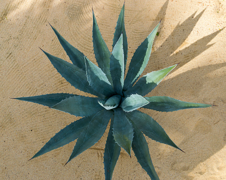 This is a top down view of a succulent plant growing in Baja California.  This view gives an interesting perspective of the leaves and shape of the plant.