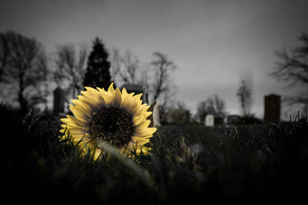 Selective color photograph of a sunflower in a graveyard in the Midwest.