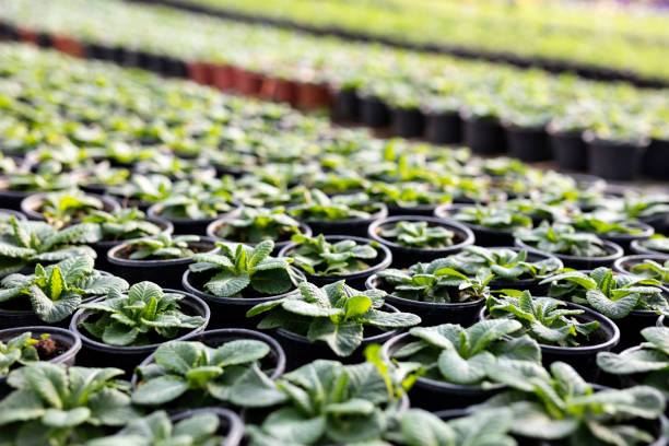 istock Group of plants in pots 1087971812