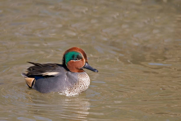 istock A Male Eurasian Teal, Anas crecca, swimming 1087971894