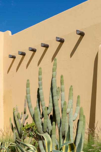 Cactus In Front of Adobe Wall in Baja California